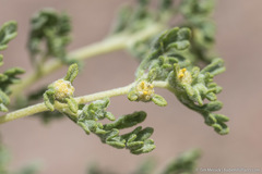 Euphrosyne nevadensis