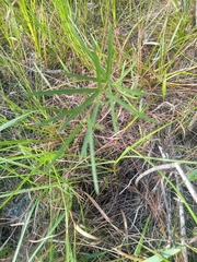 Asclepias longifolia