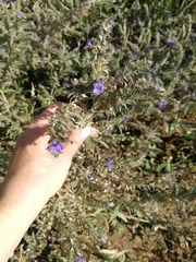 Echium vulgare