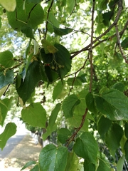 Tilia cordata