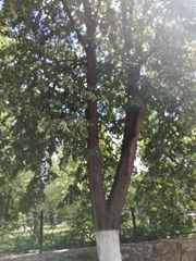 Tilia cordata