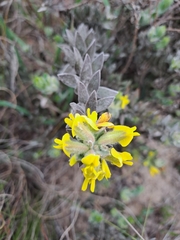 Xiphotheca lanceolata