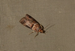 Acrobasis repandana