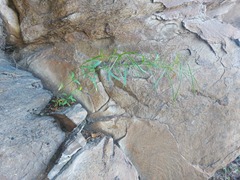 Sisymbrium heteromallum