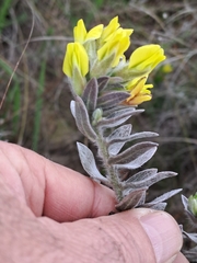 Xiphotheca lanceolata