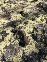 Amalosia lesueurii