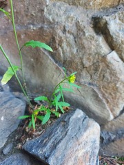 Sisymbrium heteromallum