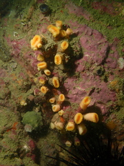 Cladopsammia eguchii