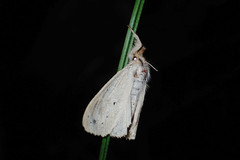 Laelia anamesa