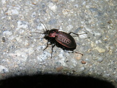 Carabus tuberculosus