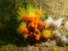 Dendrophyllia arbuscula