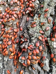 Pyrrhocoris apterus