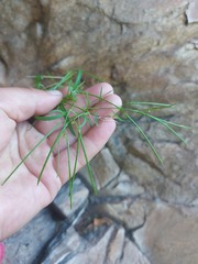 Sisymbrium heteromallum