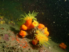 Dendrophyllia arbuscula