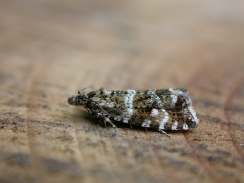 Olethreutes palustrana