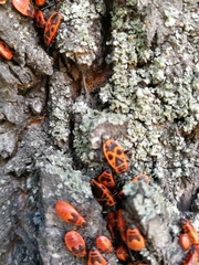 Pyrrhocoris apterus