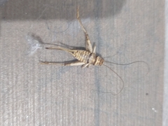 Gryllodes sigillatus
