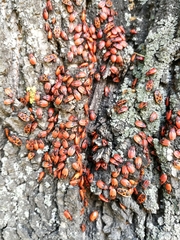 Pyrrhocoris apterus