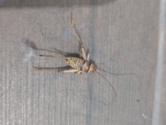 Gryllodes sigillatus
