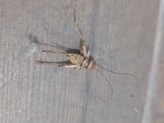 Gryllodes sigillatus