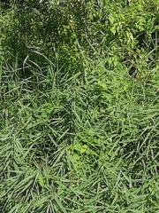 Poaceae
