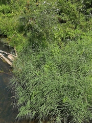 Poaceae