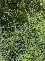 Poaceae
