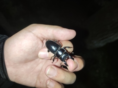 Serrognathus consentaneus