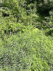 Poaceae