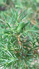 Oligotrophus juniperinus