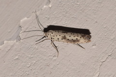 Yponomeuta irrorellus