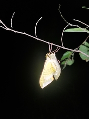 Callambulyx tatarinovii