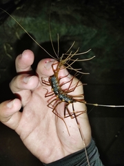 Thereuopoda clunifera