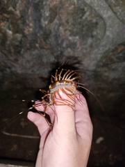 Thereuopoda clunifera