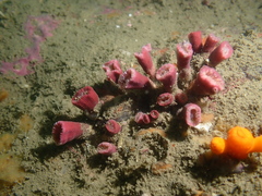 Cladopsammia eguchii