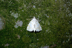 Patissa fulvosparsa