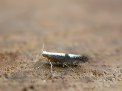 Argyresthia semifusca