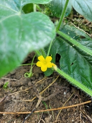 Cucumis anguria
