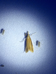 Donacaula melinellus