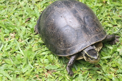 Cuora amboinensis couro