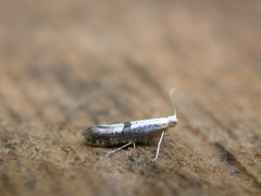Argyresthia semifusca