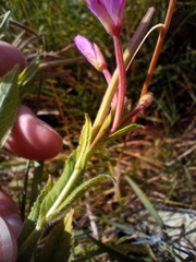 Epilobium hirsutum