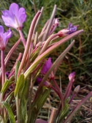 Epilobium hirsutum