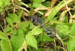 Oleria aquata