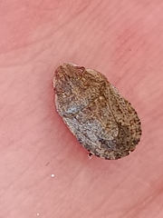 Sciocoris deltocephalus