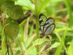 Oleria aquata