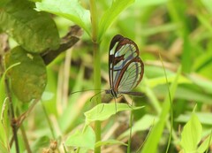 Oleria aquata