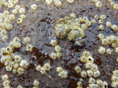 Chthamalus hedgecocki