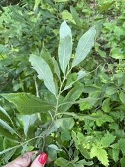 Salix cinerea