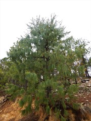 Pinus lumholtzii